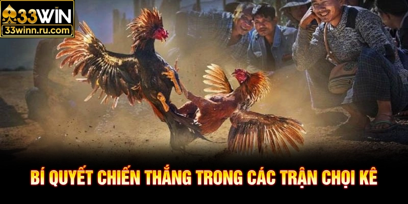 Bí quyết chiến thắng trong các trận chọi kê