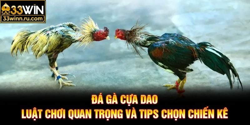 Đá Gà Cựa Dao - Luật Chơi Quan Trọng Và Tips Chọn Chiến Kê