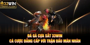 Đá Gà Cựa Sắt 33WIN - Cá Cược Đẳng Cấp Với Trận Đấu Mãn Nhãn