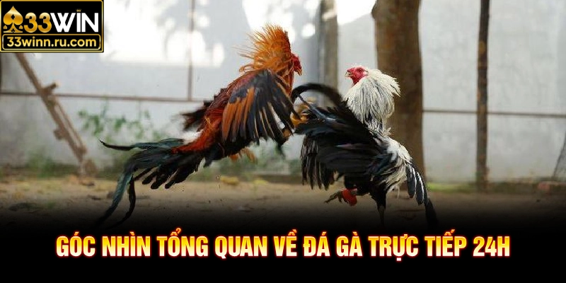 Góc nhìn tổng quan về đá gà trực tiếp 24h