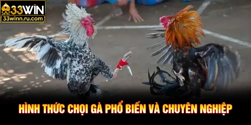 Hình thức chọi gà phổ biến và chuyên nghiệp