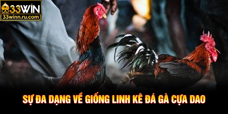 Sự đa dạng về giống linh kê đá gà cựa dao