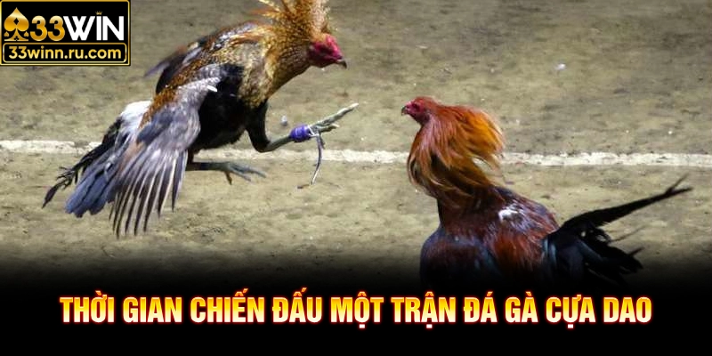 Thời gian chiến đấu một trận đá gà cựa dao